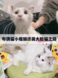 12月底三生肖爱情运势大逆袭：猴狗羊共迎幸福新篇