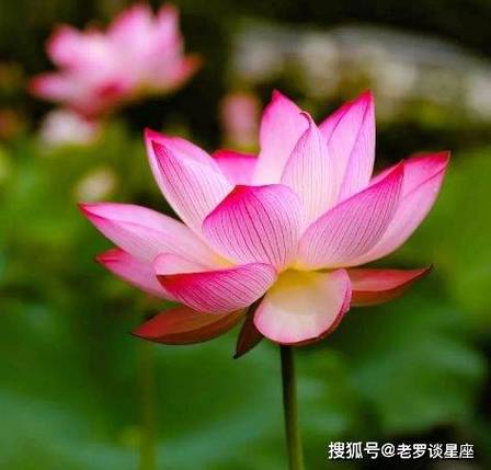 2025年桃花盛开：生肖星座爱情运势大揭秘！