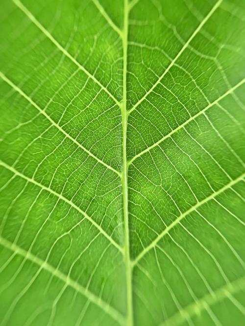 12月20日生肖运势：旺虎稳兔，龙牛需谨慎，绿色幸运色！