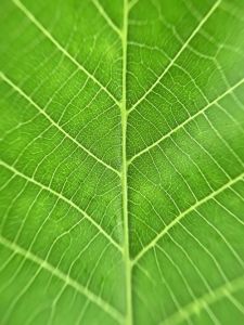 12月20日生肖运势：旺虎稳兔，龙牛需谨慎，绿色幸运色！