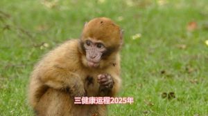 2025年生肖转运：鼠龙猴马大翻身，机遇无限！