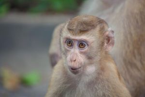 四大生肖：龙马猴鸡，好运与梦想同行！