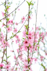 2025属猴桃花盛开：爱情奥秘大揭秘