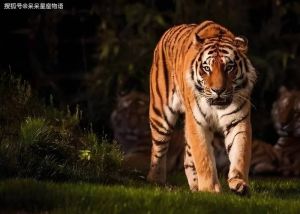 12月22日生肖运势揭秘：虎鸡羊大吉大利还是暗藏波折？