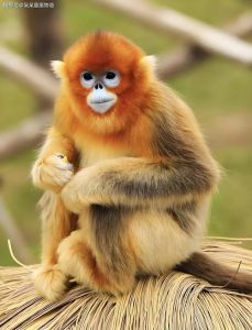 12月24日生肖狗运势高峰：事业突破，财源滚滚，揭秘50天精彩旅程！