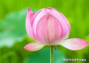 2025年生肖运势：桃花盛开，事业爱情双丰收