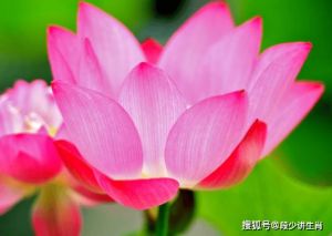 2025年四生肖桃花事业双丰收，运势大揭秘！