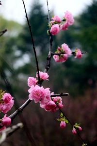 2025年生肖爱情盛宴：兔龙猴羊单身族迎桃花年