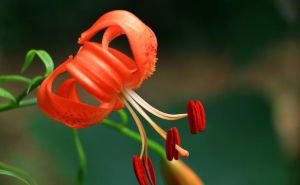 新年生肖爱情丰收：桃花盛开，幸福永伴