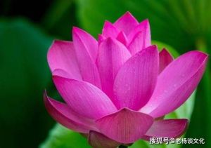 2025桃花盛开：生肖运势新机遇，爱情事业双丰收！
