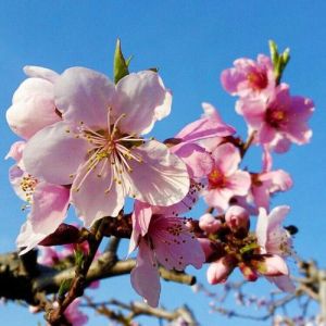 2025年4月下旬桃花盛：属鼠蛇羊鸡爱情丰收季