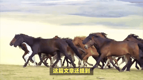 猴羊马鸡运势揭秘：明日机遇与挑战并行