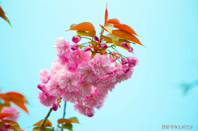 115日生肖桃花盛宴：猴蛇猪马迎爱情春天