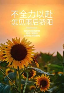 生肖马兔猴龙运势飙升：开启辉煌人生篇章！