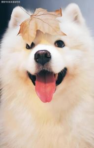 12月7日起，生肖兔羊狗财运旺，抓住机遇迎春光！