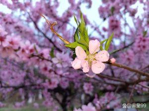 1月桃花盛，白羊天秤水瓶双鱼迎爱情春天！