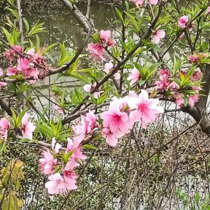 春日桃花绽放攻略：延长花期，赏浪漫美景