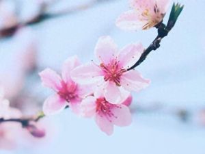 2025年桃花盛开：星座运势与爱情盛宴