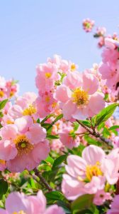 2025桃花盛开花运指南：四大生肖星座爱情丰收季