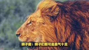 快速爆发易平复：揭秘白羊狮子射手三星座脾气特点