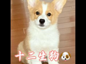 生肖狗12月运势大爆发：40天巅峰期，事业喜悦双丰收！