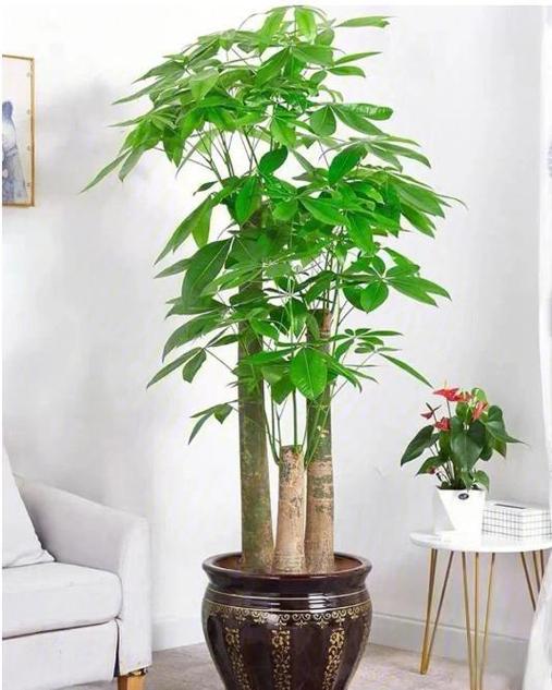 家居风水财位布局：吉祥物植物助财运