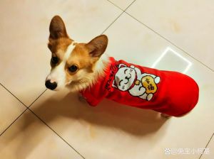 生肖狗12月旺运指南：爱情甜蜜，财运亨通！