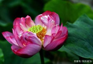 秋季四大星座桃花盛开，浪漫邂逅指南！