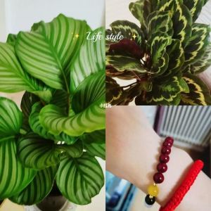 逆境转运大揭秘：心态技能风水攻略全解析