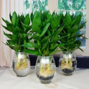 富贵竹养护秘诀：水培生根防黄叶，家居风水提升指南