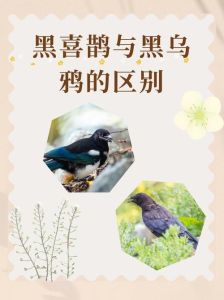 喜鹊叫声：吉凶之谜与生活影响