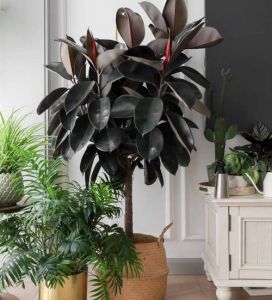 家居幸运植物大揭秘：五种植物催旺家宅好运！