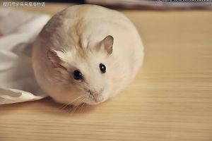 12月28日生肖运势高峰：鼠牛虎兔好运降临详解