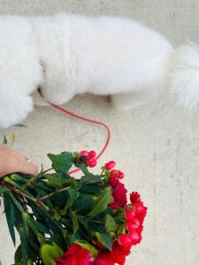 鼠兔猪女旺夫相：智慧魅力，幸福源泉