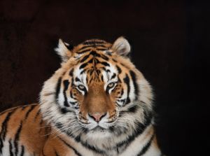 生肖虎兔猴猪：乐观知足，财运滚滚福满盈