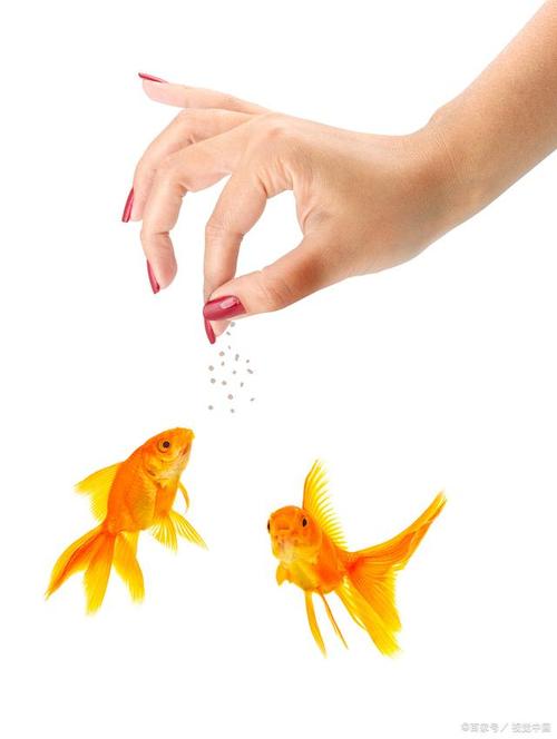 揭秘：手握金鱼骨，富贵不用愁的奥秘