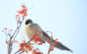 喜鹊午时沉默之谜：吉祥鸟的神秘静默时刻