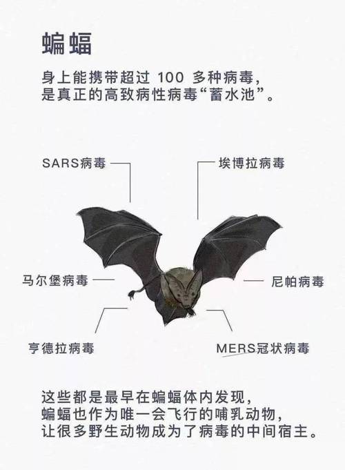 冬季蝙蝠入宅：吉祥还是警示？揭秘风水奥秘