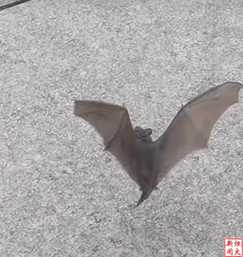 家门口蝙蝠出现：吉凶之谜揭秘与生活思考