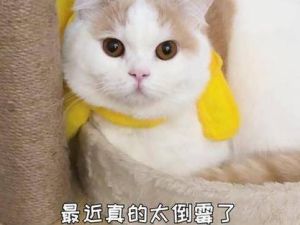 逆境逆袭指南：心态调整助你重拾生活色彩