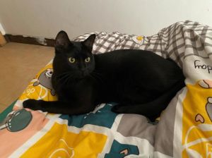 黑猫吉凶揭秘：梦境与现实中的神秘联系