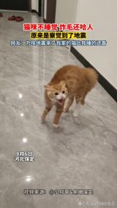 撞猫意外后的心理调适与反思之道