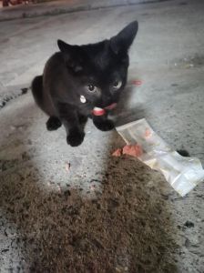 夜晚黑猫邂逅：好运还是不祥，揭秘神秘寓意！