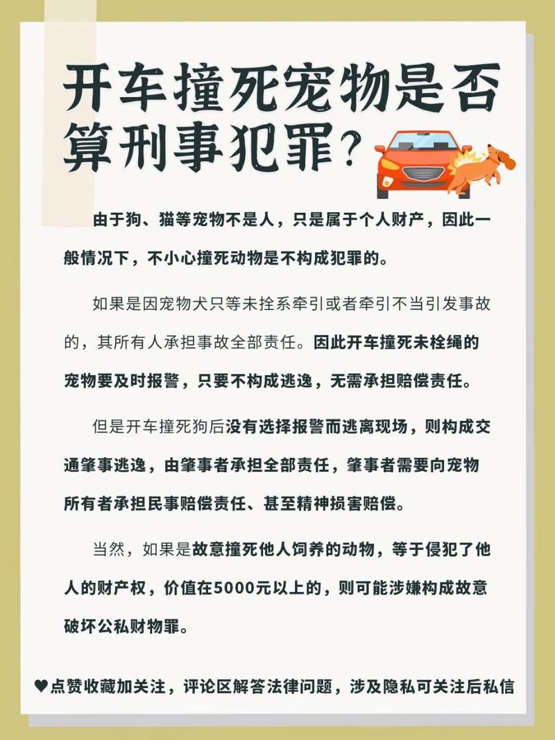 揭秘车压猫迷信与宠物处理：化解车祸心理压力攻略
