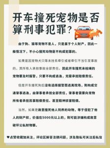 揭秘车压猫迷信与宠物处理：化解车祸心理压力攻略