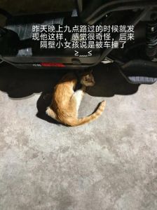 佛教撞猫预兆：处理心理困境与预防指南