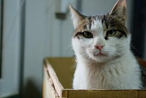 猫闯家门：福祸之谜，猫咪到访的神秘面纱