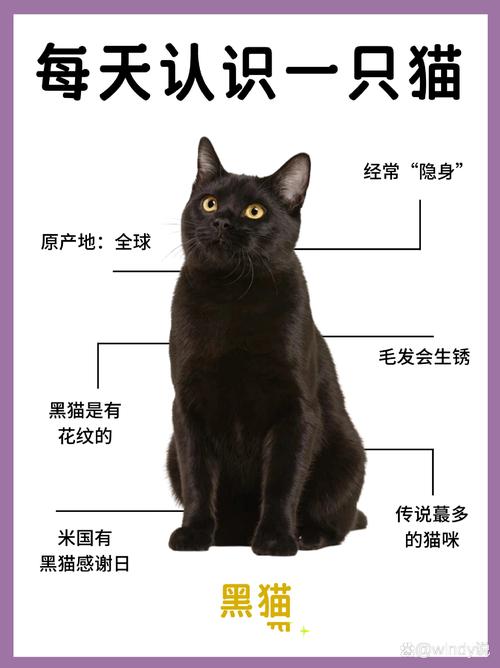 夜幕黑猫之谜：揭秘神秘象征的多重寓意