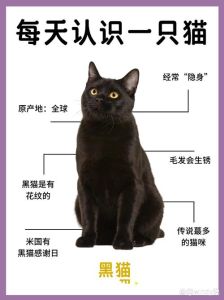 夜幕黑猫之谜：揭秘神秘象征的多重寓意