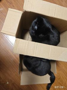 夜晚黑猫遇见：吉凶未卜的神秘解析
